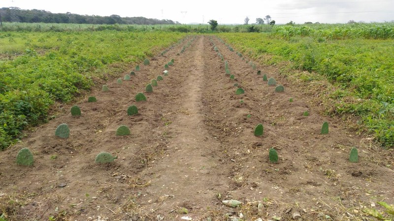 campo agrostológico CECA-UFAL.jpg