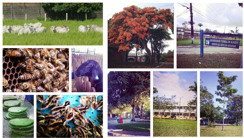 PPGZ/CECA/UFAL